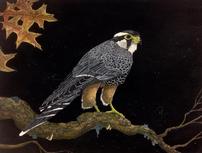 Autumn Falcon Painting <br />by Doug Hiser